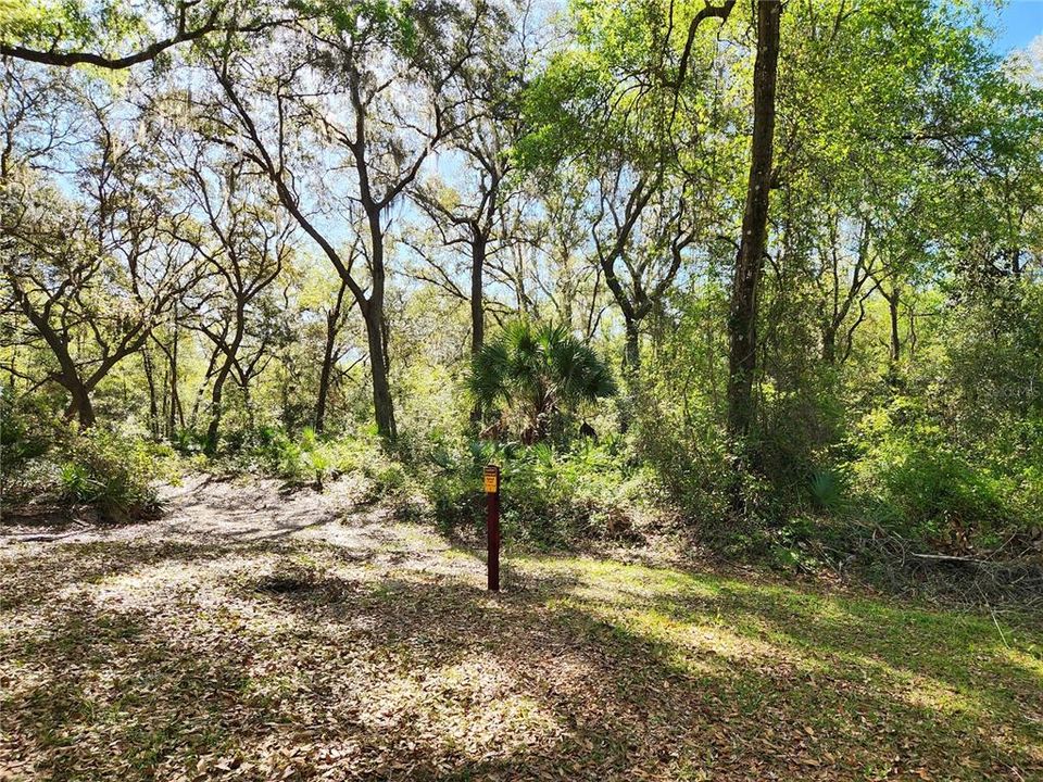 National Forest Behind