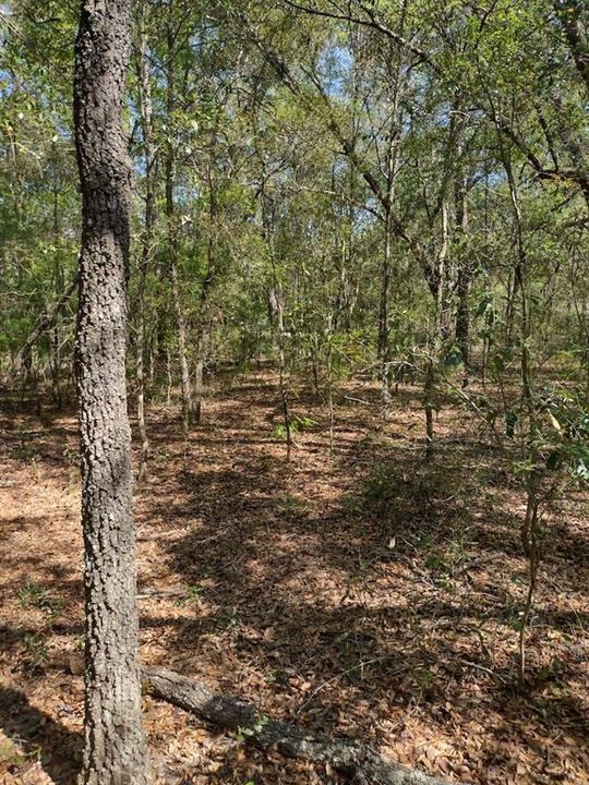 Recently Sold: $15,750 (1.11 acres)