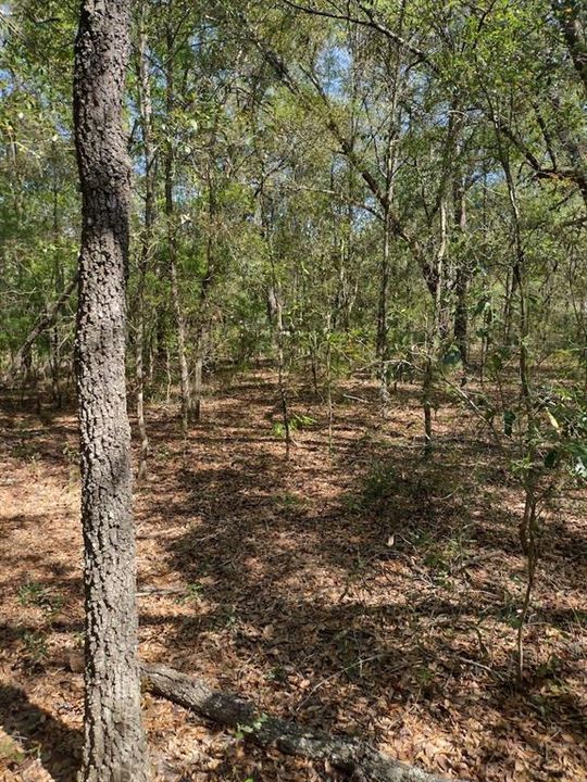 Vendido Recientemente: $15,750 (1.11 acres)