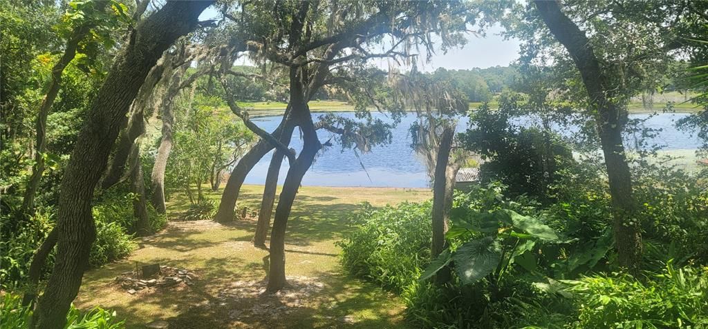 Unbelievable Florida Native plants surround the entire lot