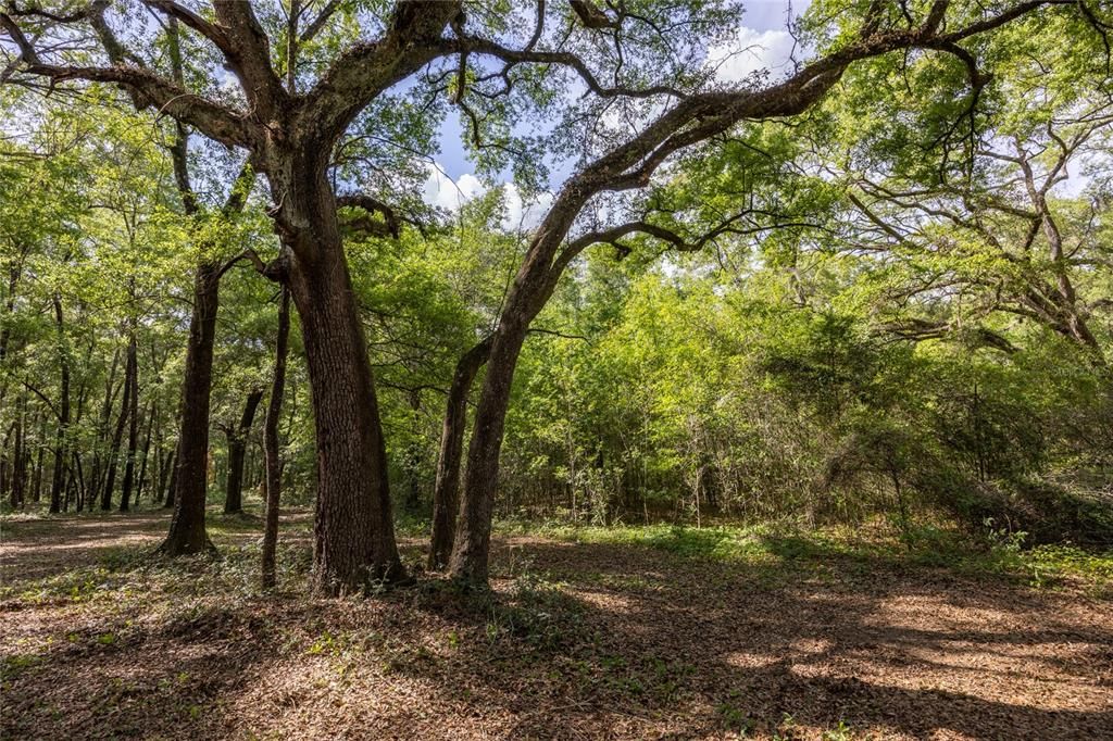 For Sale: $260,000 (8.02 acres)