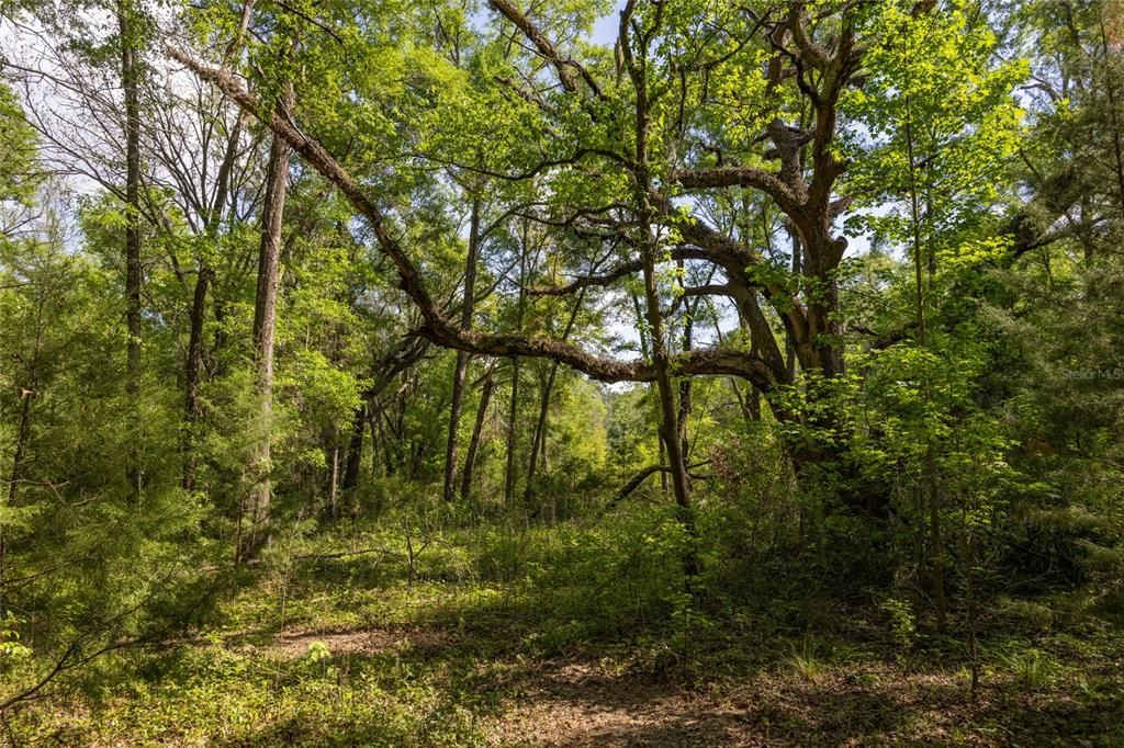 На продажу: $250,000 (8.02 acres)