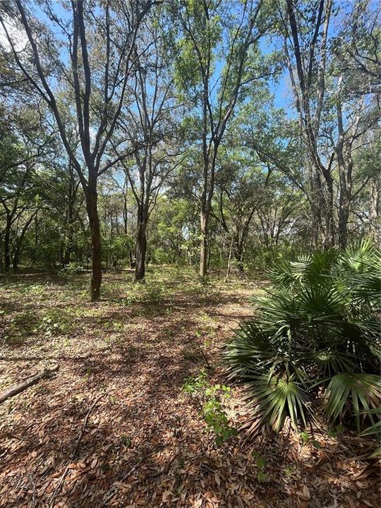 Vendido Recientemente: $125,000 (9.13 acres)