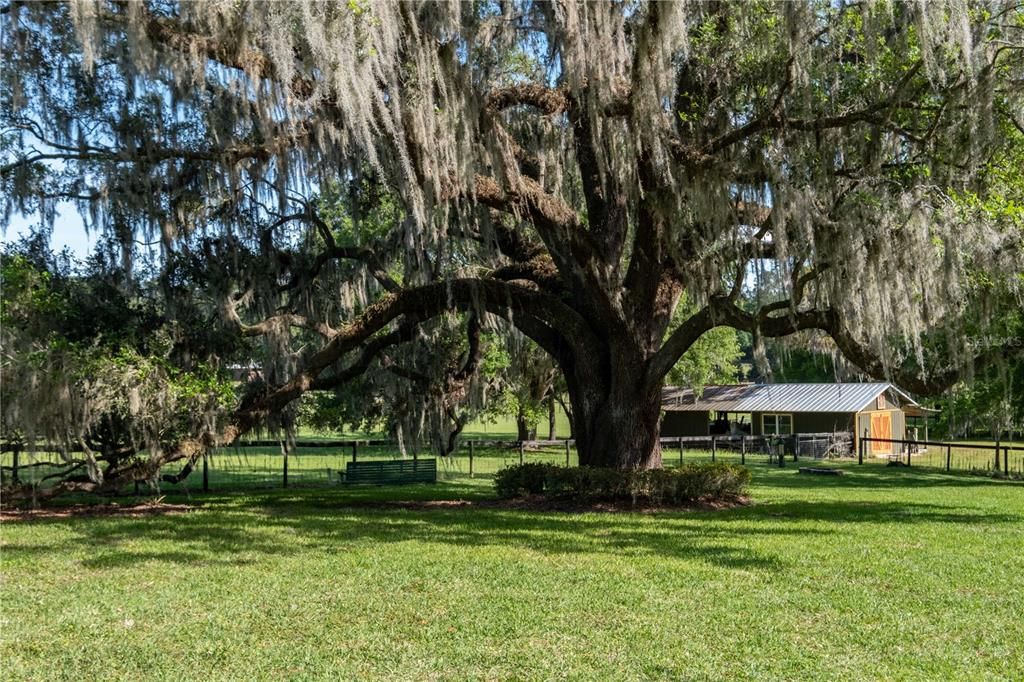 Century Oak with swing in the back yard and Art studio/workshop in the distance