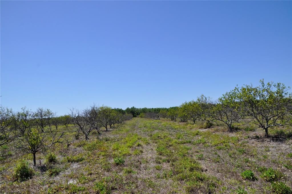 Active With Contract: $1,000,000 (60.00 acres)