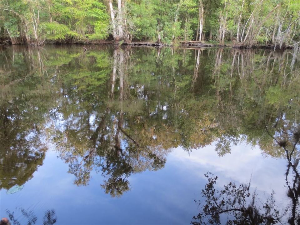 OCALA NATIONAL FOREST ACTIVITY