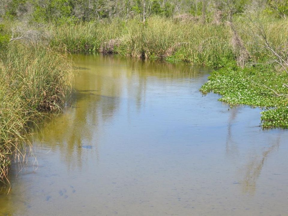 OCALA NATIONAL FOREST ACTIVITY