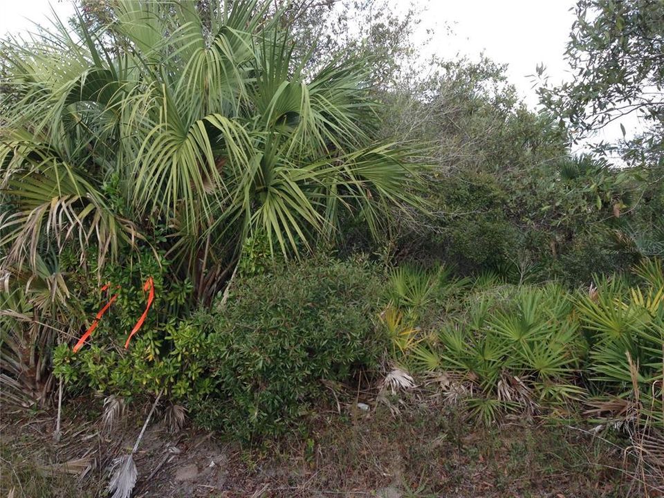 Hammock on property