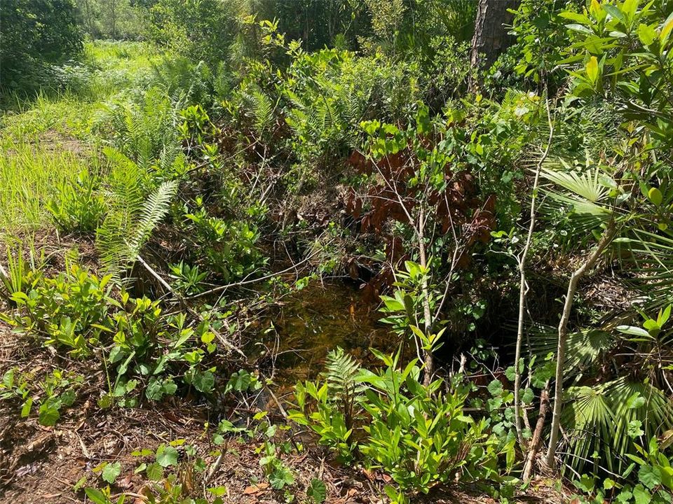 Another Creek at Northside of Property