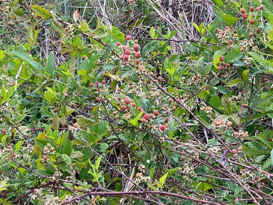 Wild Berries in West Field