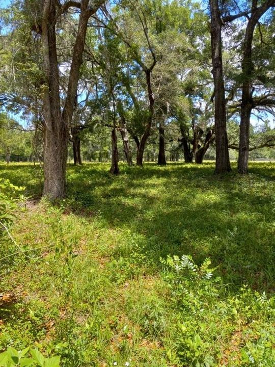 Tree lined fence