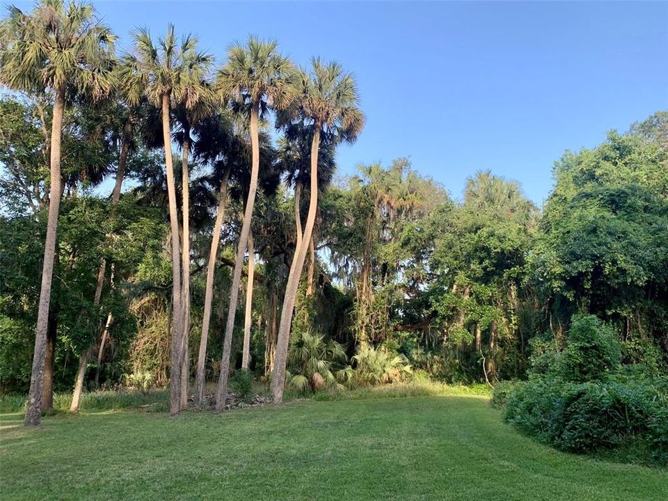 Beautiful Florida palms and majestic mature oaks farther back on the 0.6 acre lot