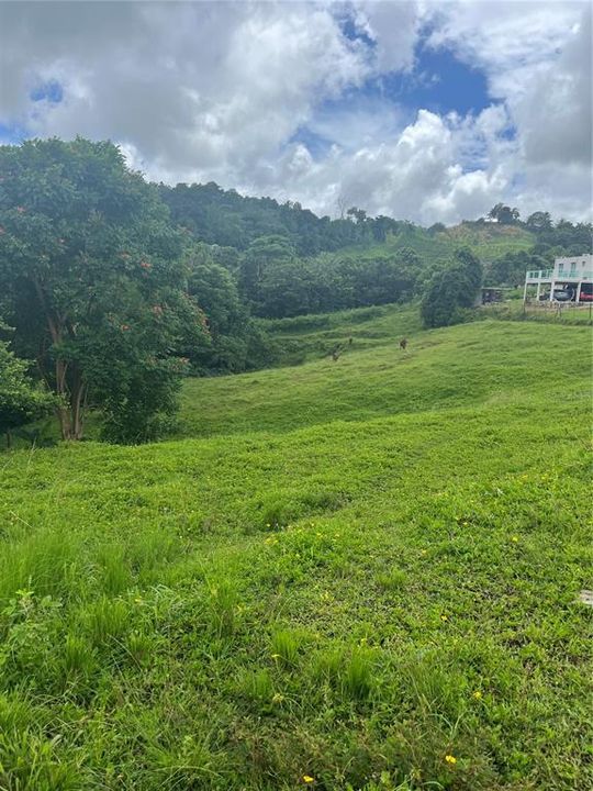 Vendido Recientemente: $68,000 (1.44 acres)