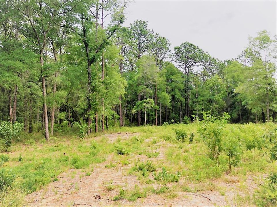 Recently Sold: $29,900 (0.91 acres)