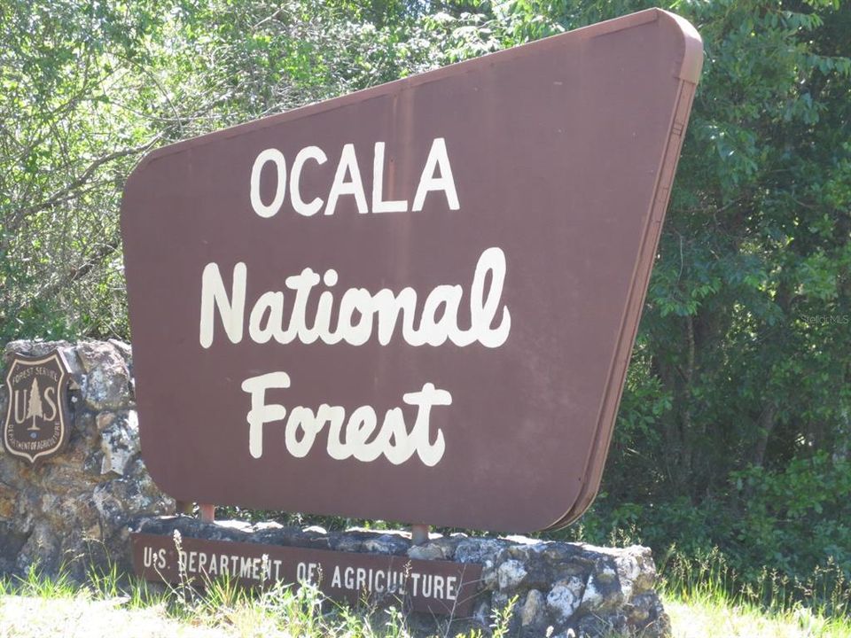 OCALA NATIONAL FOREST ACTIVITIES