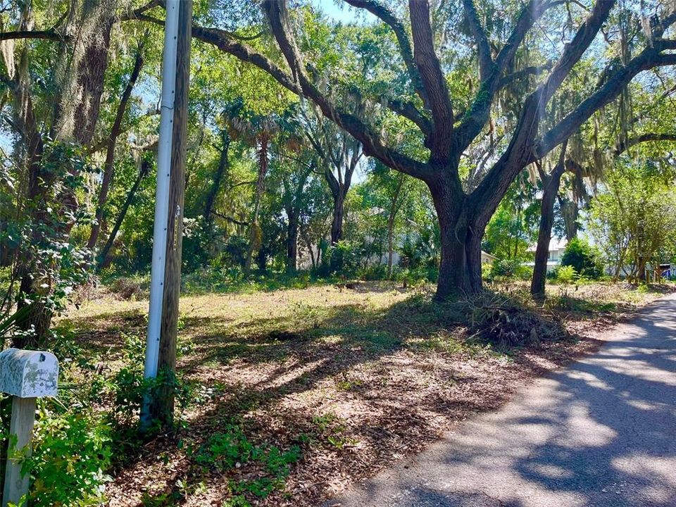 Enjoy the shade of these stunning oaks