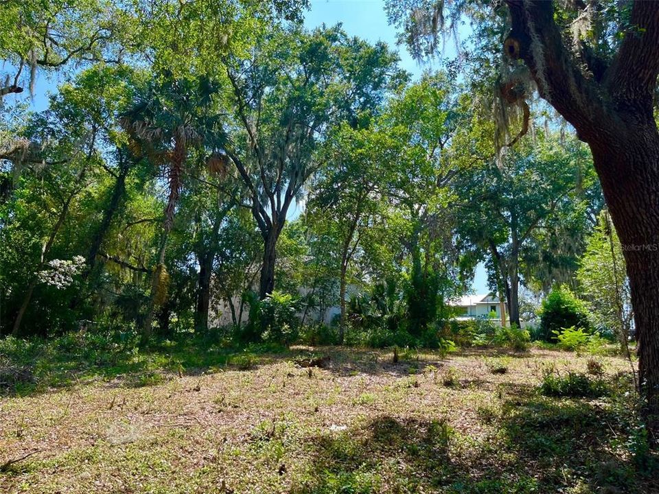 100 year old oak on the property