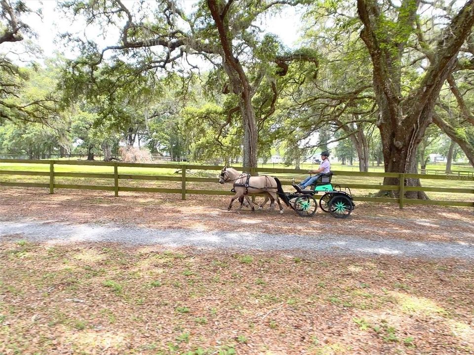 magnificent Oaks