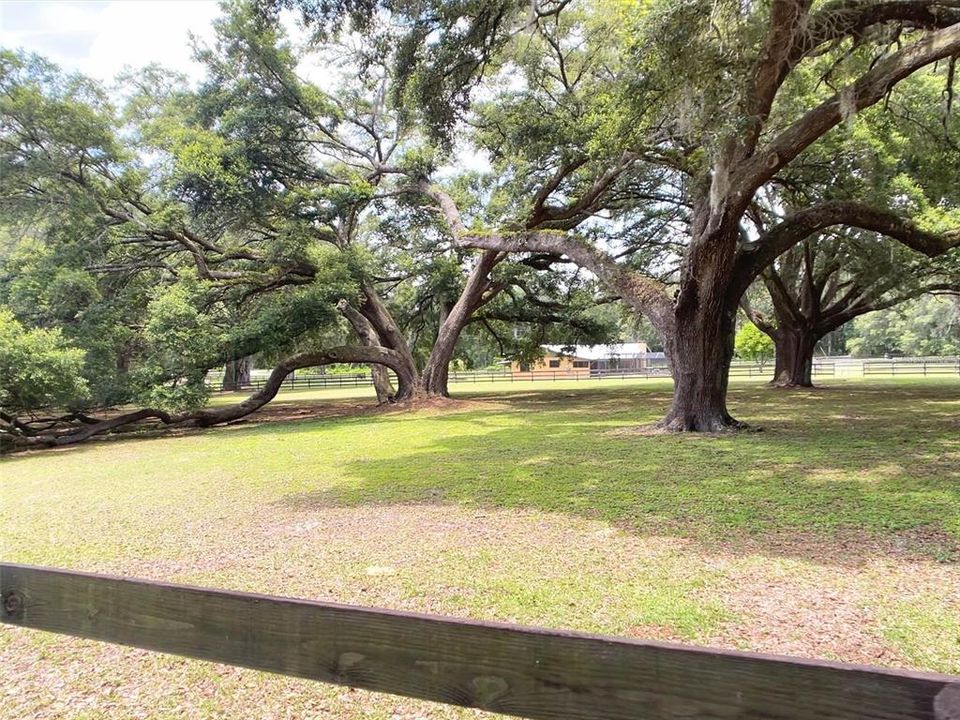 magnificent Oaks