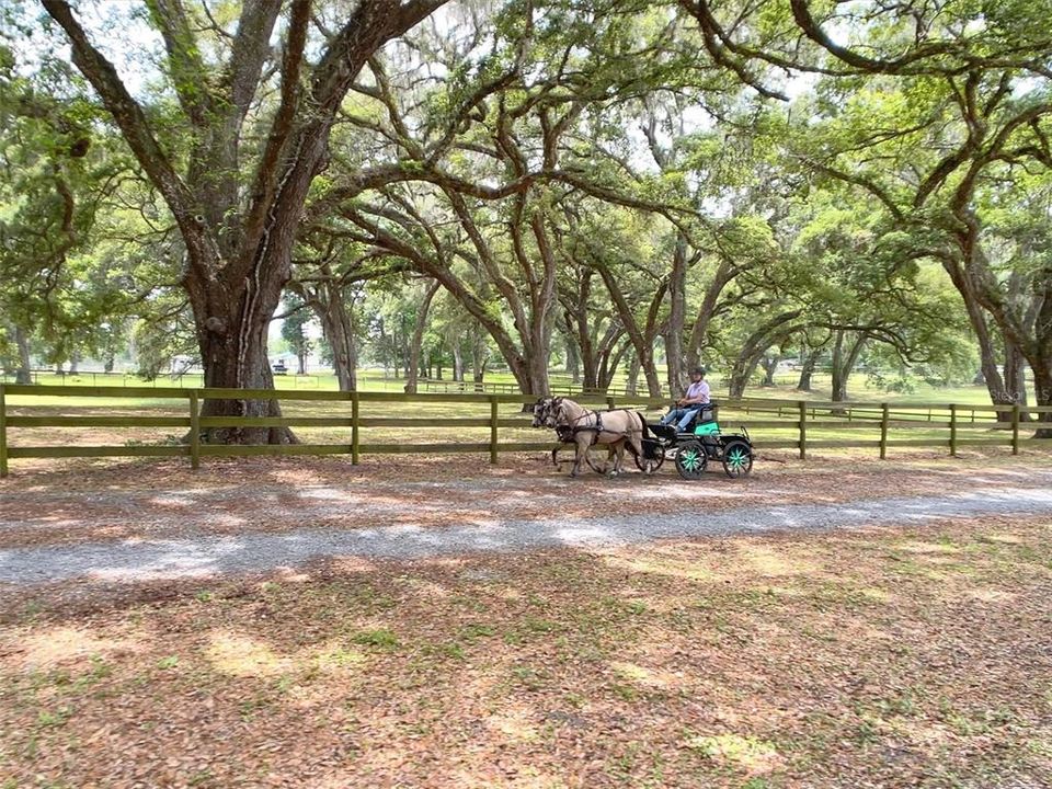 FABULOUS OAK AND GOOD PLUSH PASTURES.