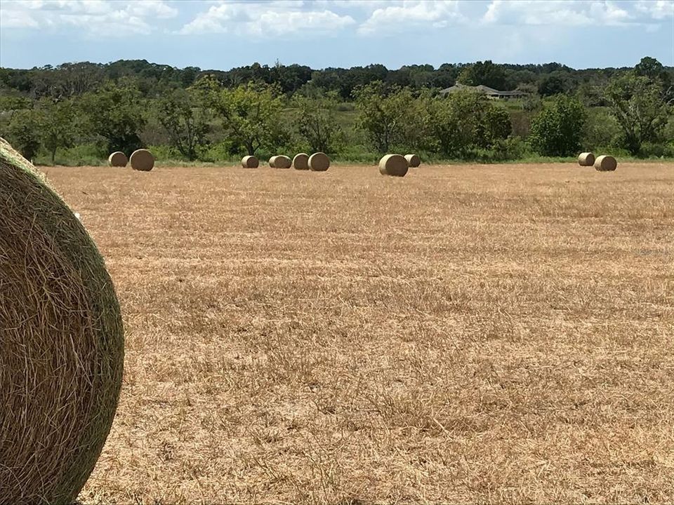 After the hay harvest!