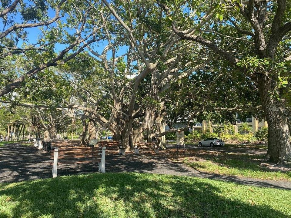 Venice Avenue Walking Park and Banyan Tree