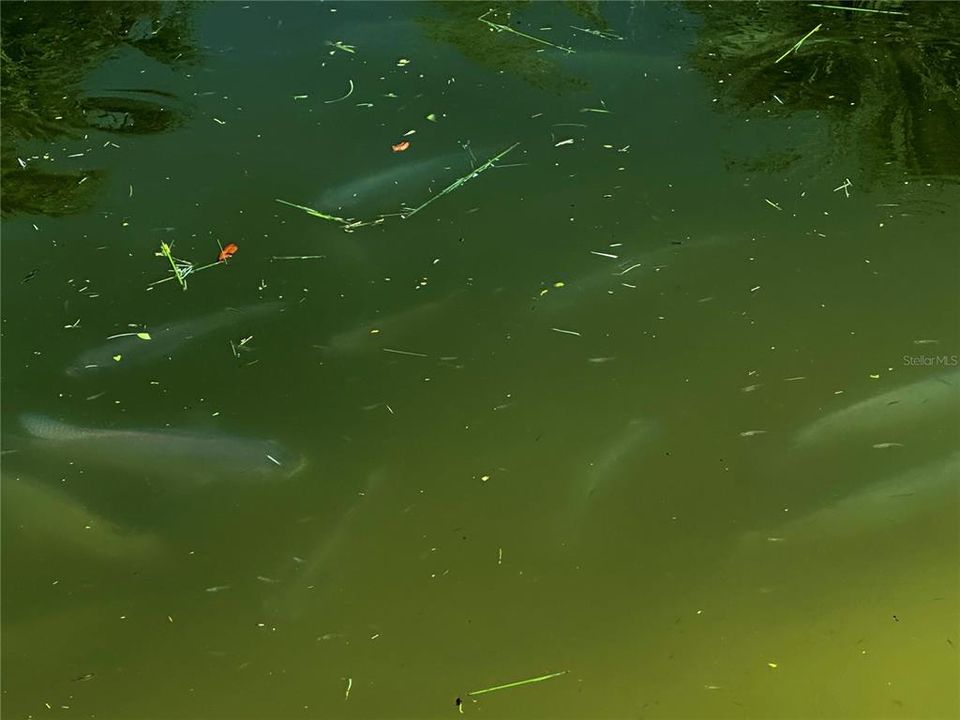 Fish swimming in the pond