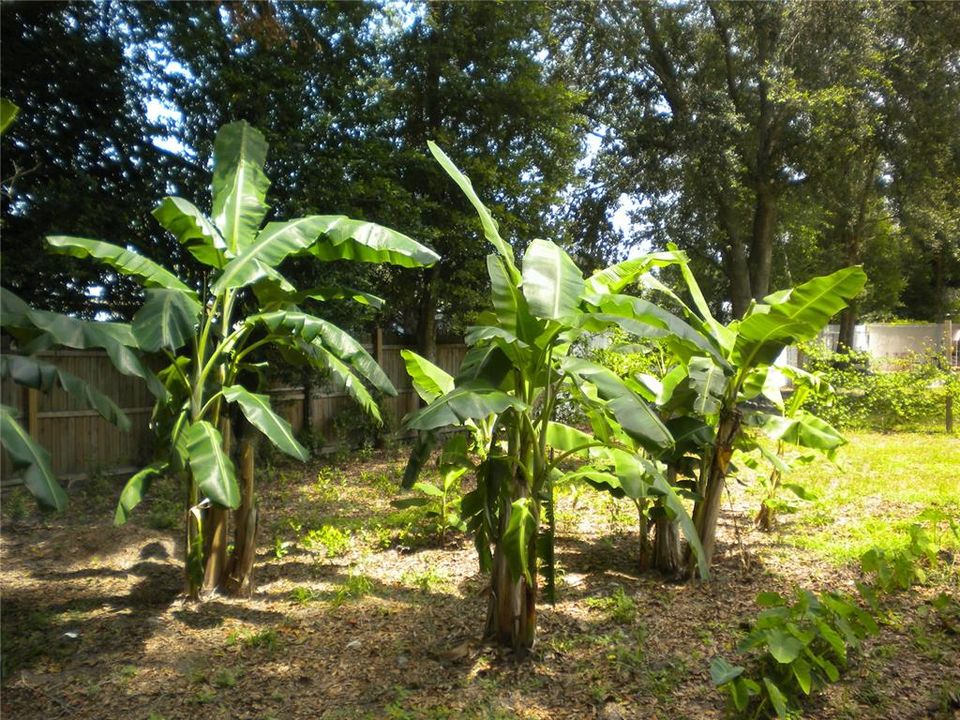 SW  area Banana plantation