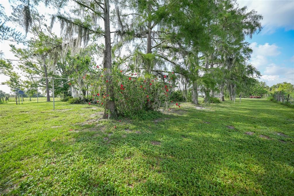 Cypress trees in the back yard