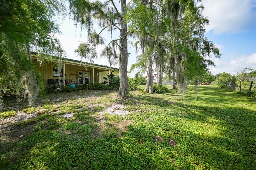 Back yard  with cypress trees