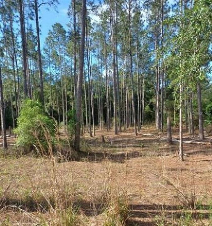 Под контрактом: $29,500 (1.25 acres)