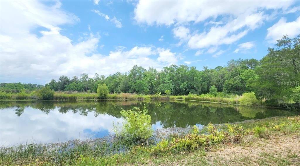 Pond with fish