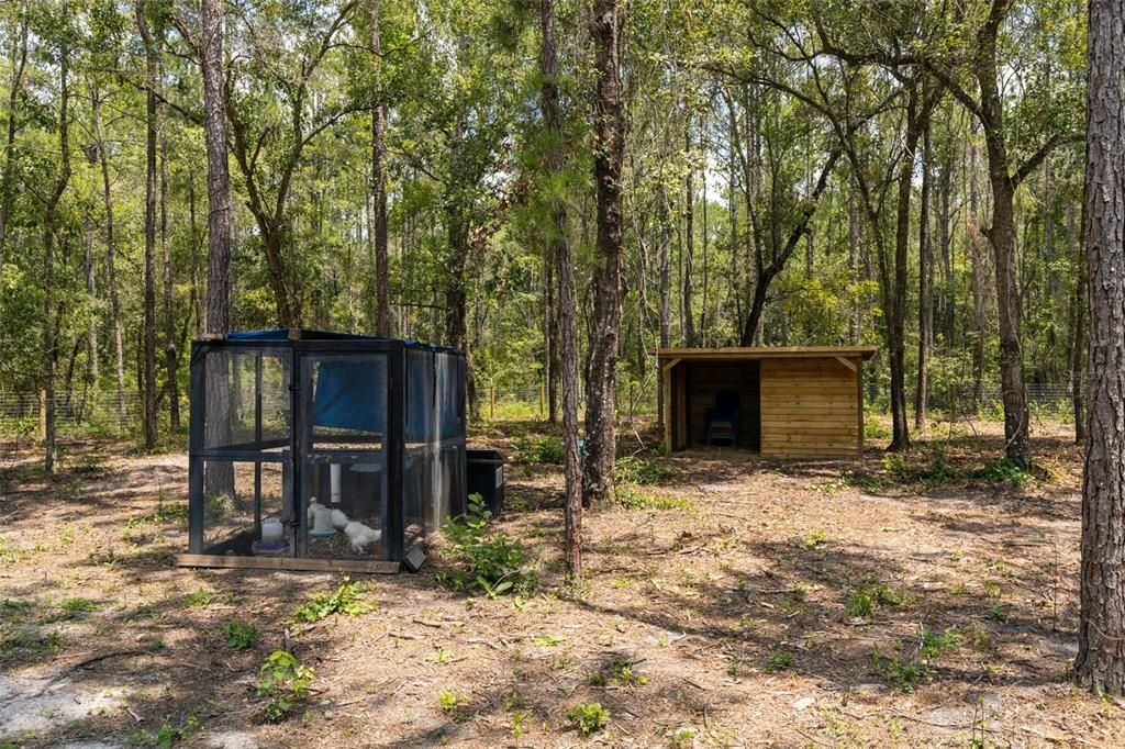 Yard/Chicken Coop