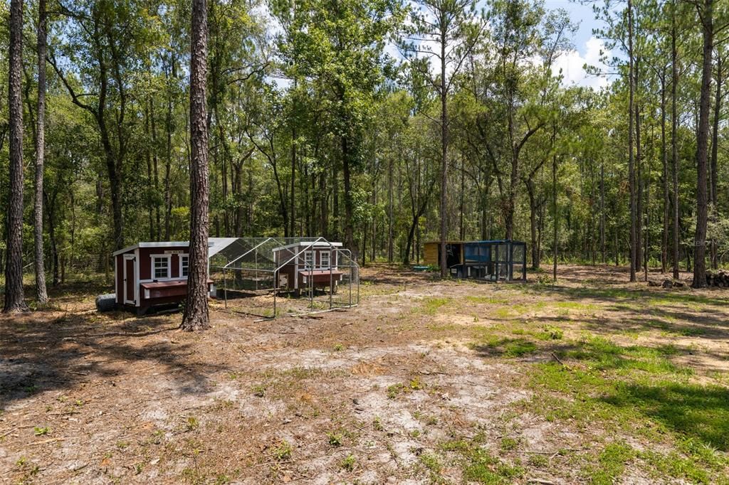 Yard/Chicken Coop