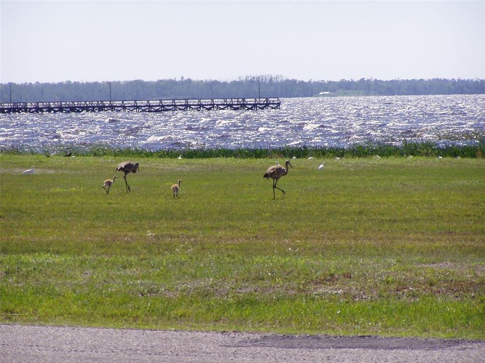 Sandhill Cranes are plentiful and fun to watch as their chicks grow.