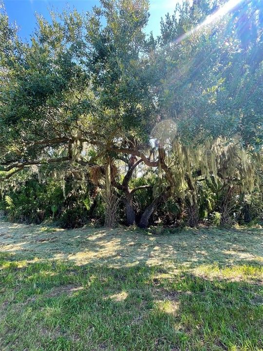 Nice backyard feature - Beautiful Oak Tree