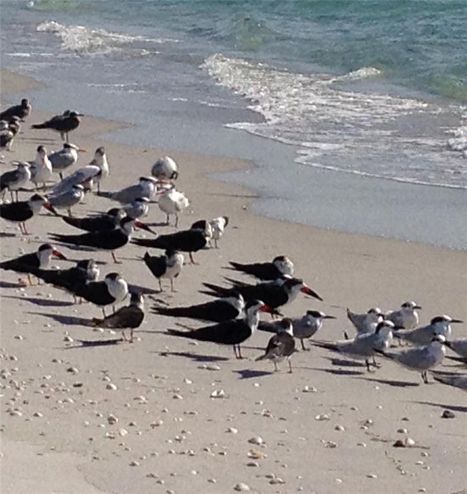 Birds on the Beach.