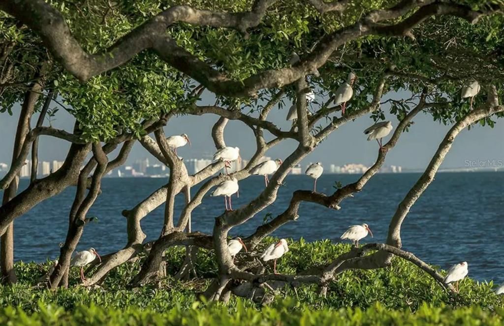 Tidy Island is a true Bird Sanctuary