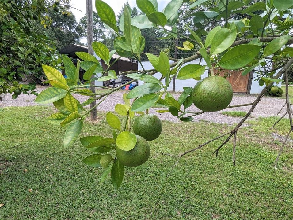 Fresh citrus