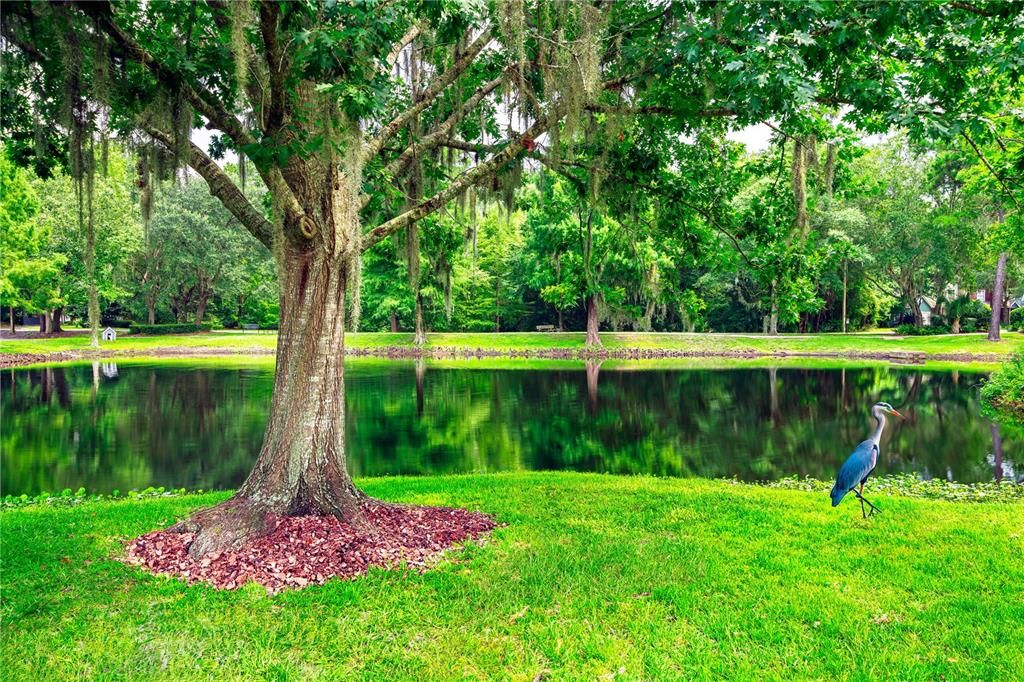 Mill Pond located in Gainesville FL