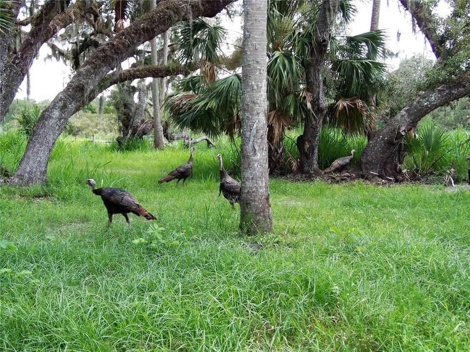 Wild Turkeys in the Pasture