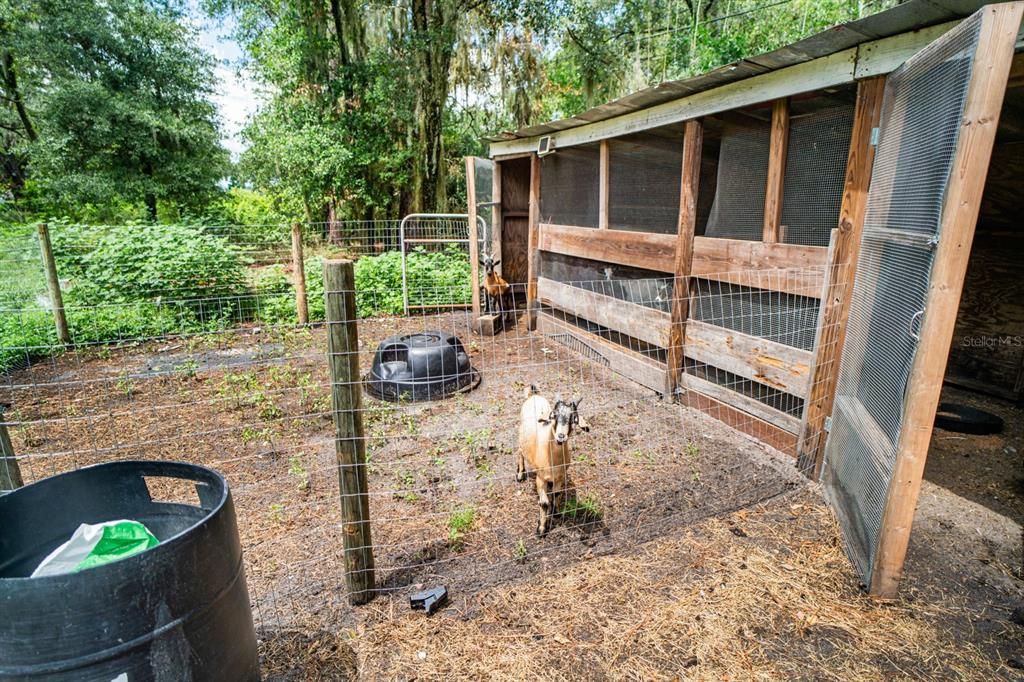 Goat and chicken pen