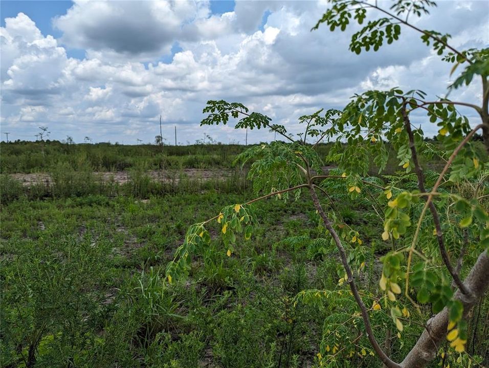 Moringa plants