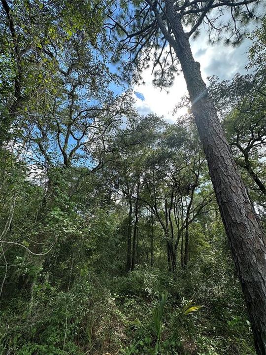 Vendido Recientemente: $45,000 (2.00 acres)