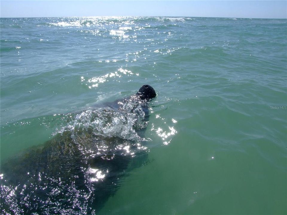 Manatees migrate along Casey Key's shoreline in shallow water.