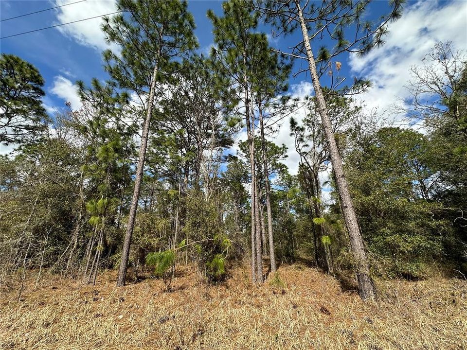 En Venta: $24,000 (1.25 acres)