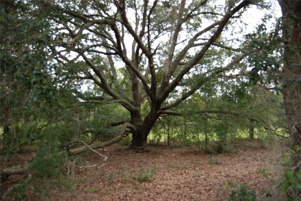 Недавно продано: $96,500 (3.01 acres)