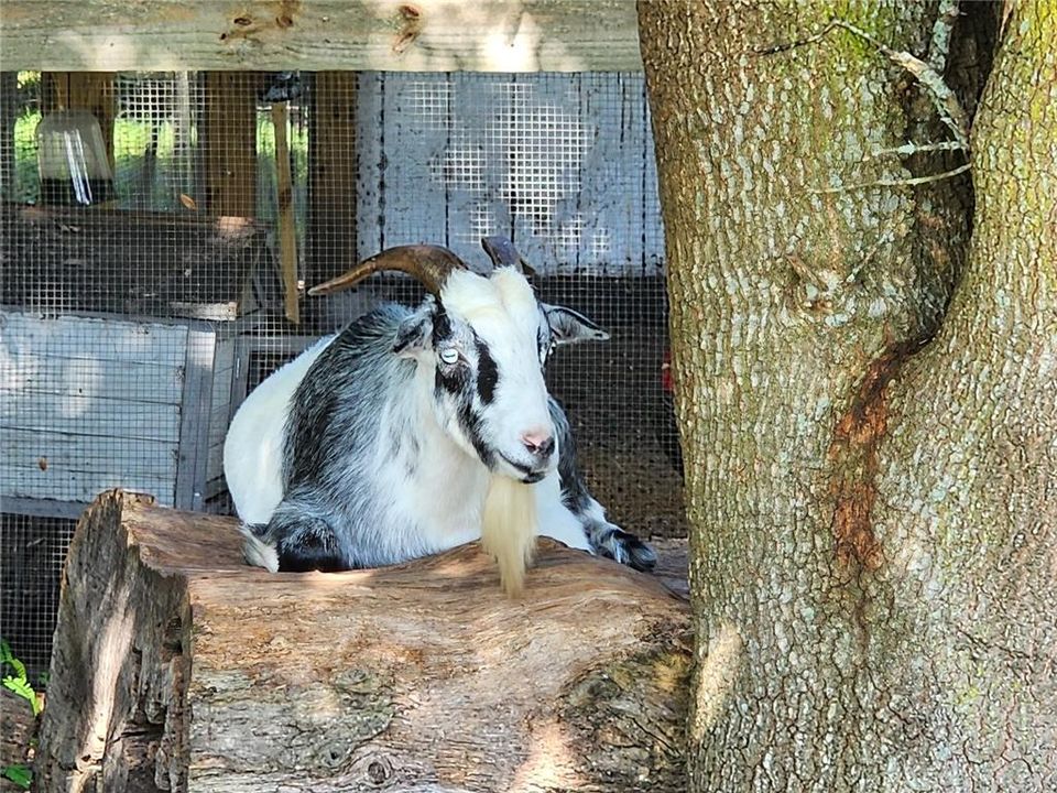 Male goat resting