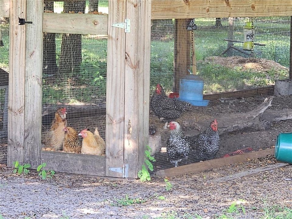 Some of the chickens