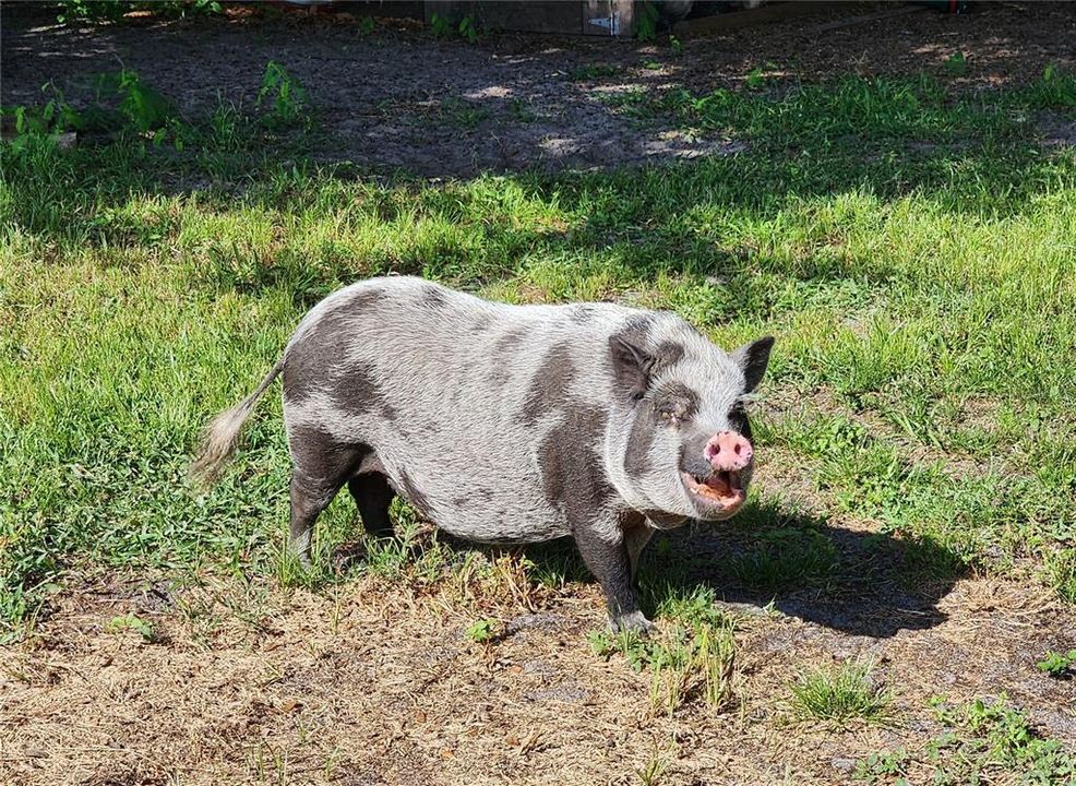 Smiling pig
